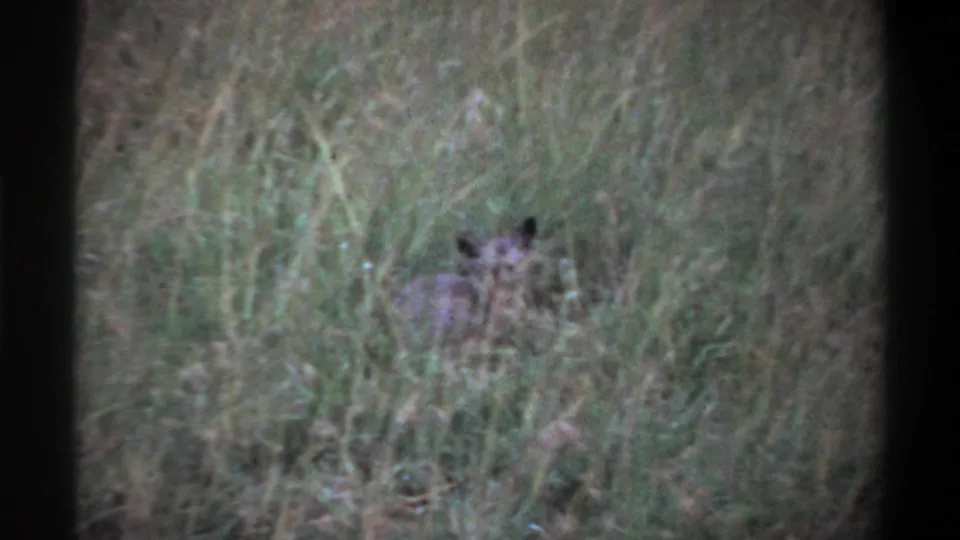 Small animal appears partly concealed in tall grass in 1969 Lagos, Nigeria home-movie footage.