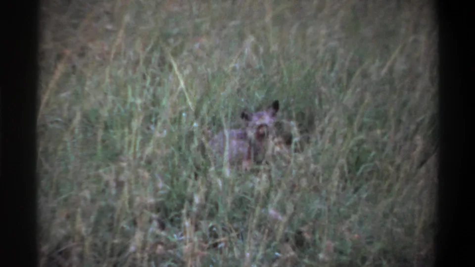 Pointed-eared small animal faces the camera from dense grass in the Lagos home-movie scene.