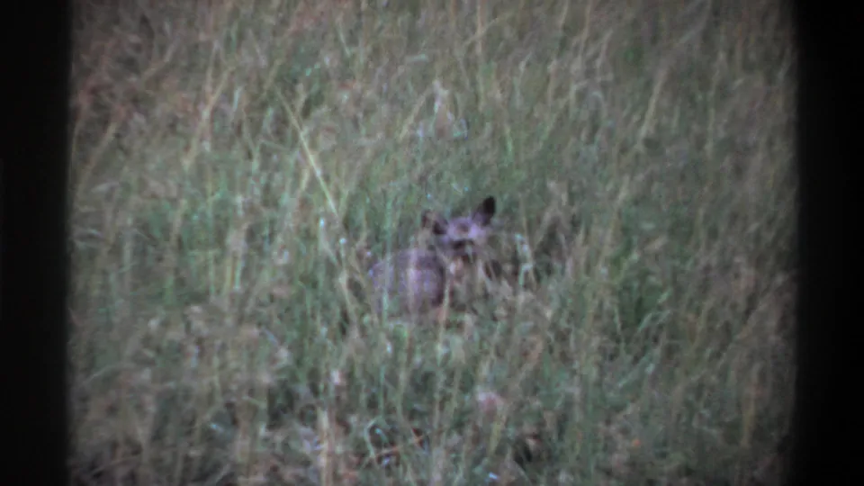 Small animal rests low among tall vegetation in the 1969 Lagos archival home-movie frames.