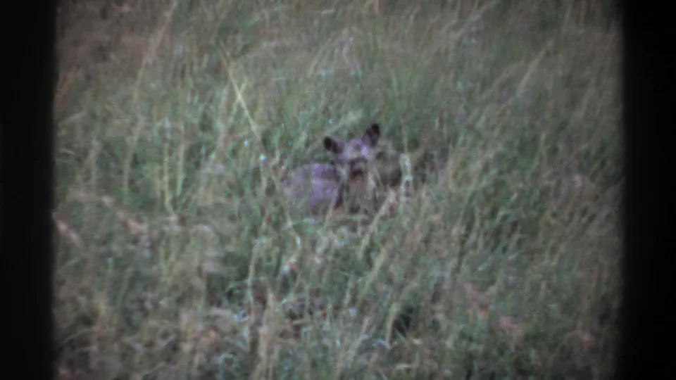A small pointed-eared animal sits or rests amid overgrown grass in the Lagos, Nigeria footage.