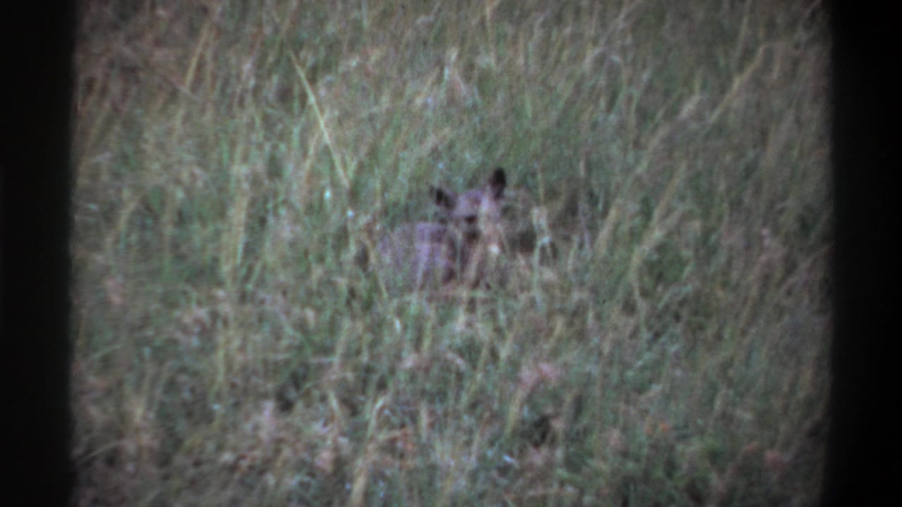 1969 Lagos 8mm frame showing a small animal resting or watching from dense grass, with muted color and soft focus.