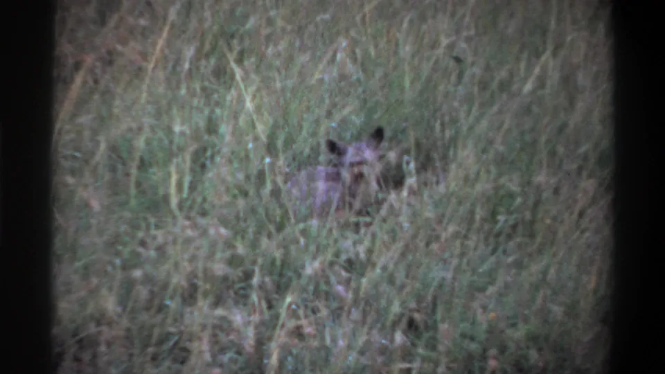 1969 Lagos 8mm frame with a small wild animal partly obscured by grass, its head and ears visible in soft light.