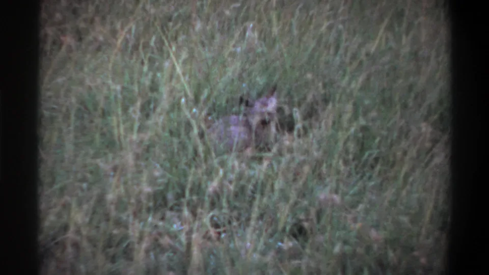 1969 Lagos 8mm frame showing the animal lower in the grass, with its ears and face faintly visible through vegetation.