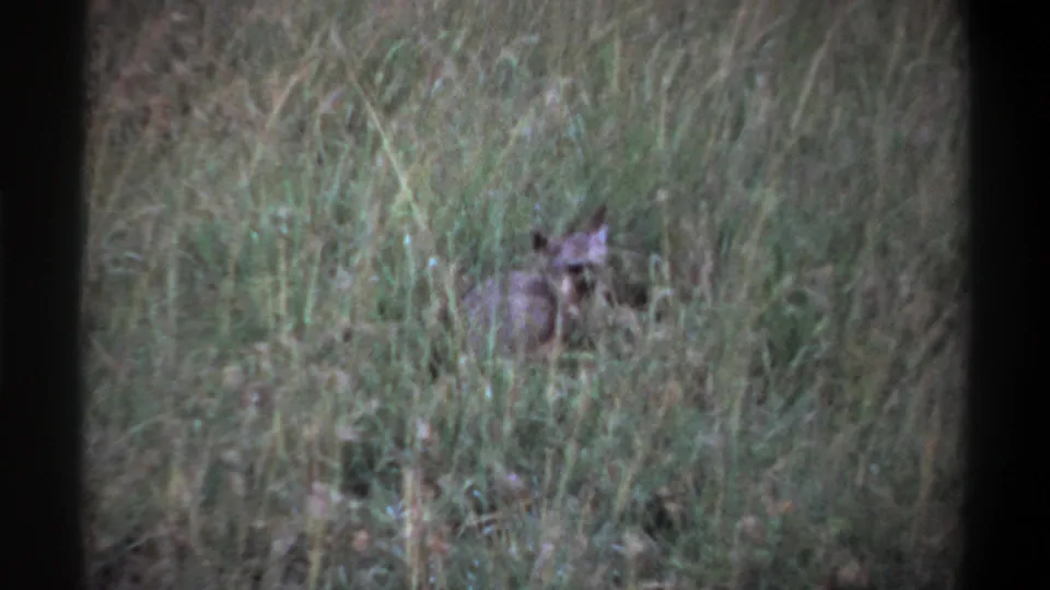 1969 Lagos 8mm frame with the small animal still in tall grass, its body blending into the muted green-brown vegetation.