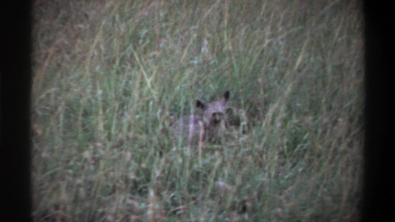 A small alert animal, possibly canine, sits partly concealed in tall grass in 1969 Lagos home-movie footage.