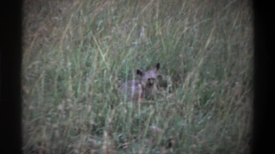 A small alert animal, possibly canine, sits partly concealed in tall grass in 1969 Lagos home-movie footage.