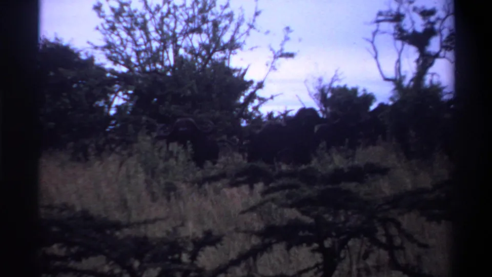 Distant large dark mammals appear among grass and scattered trees in the Lagos, Nigeria 1969 8mm clip.