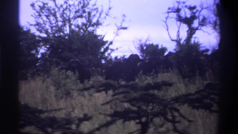 Large dark mammals are partly obscured by branches and grass in the 1969 Lagos wildlife home-movie scene.