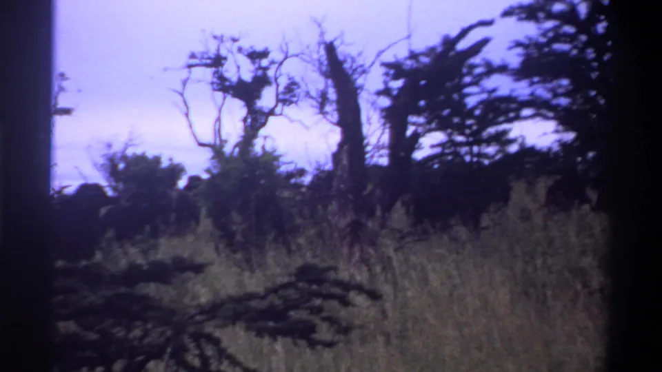 The final frame shows distant dark mammals in tall grass with sparse trees and pale sky, consistent with the Lagos 1969 metadata.