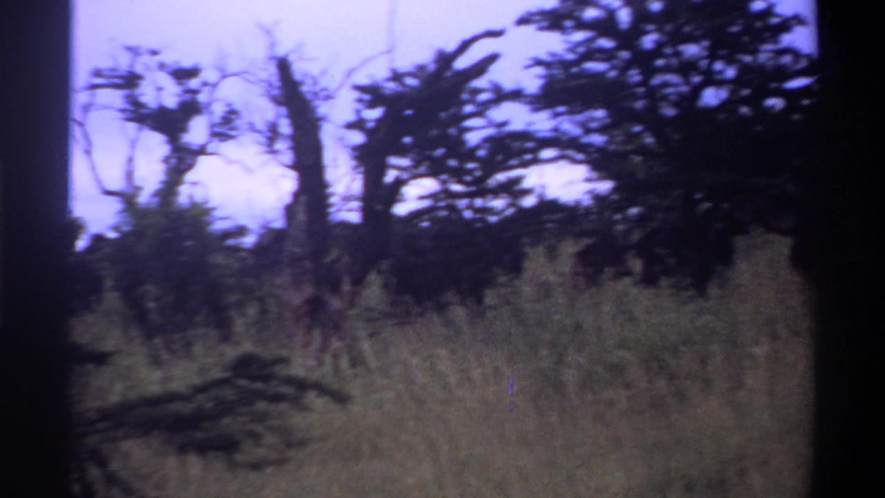 1969 8mm footage from Lagos, Nigeria showing tall grass, dark scattered trees, and a pale sky through visible film gate borders.