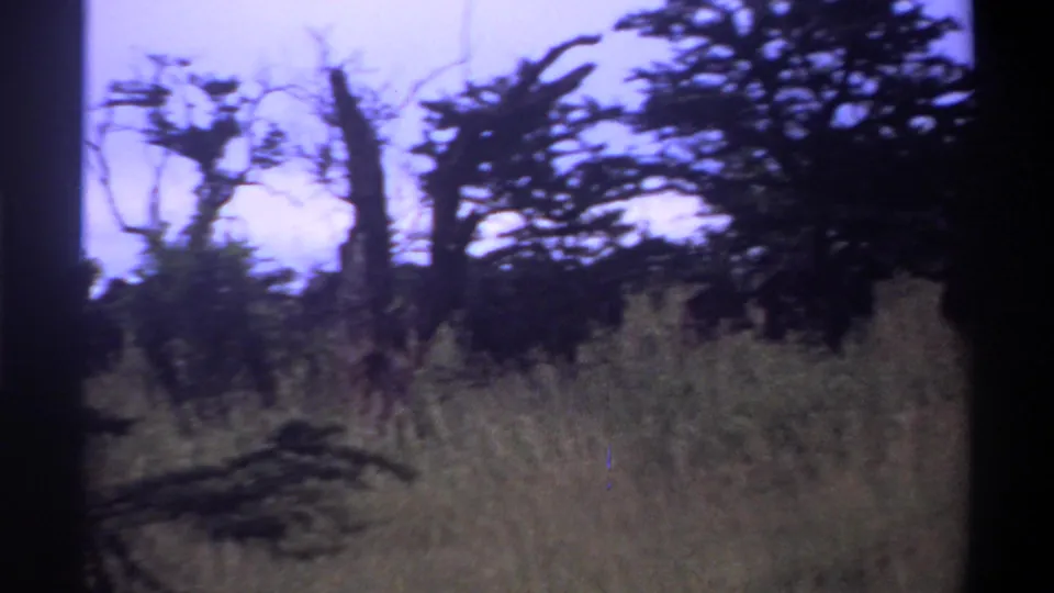1969 8mm footage from Lagos, Nigeria showing tall grass, dark scattered trees, and a pale sky through visible film gate borders.