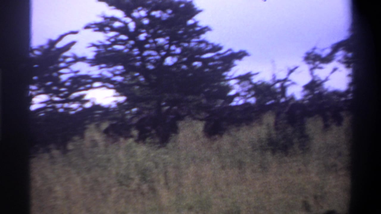Savanna grass and broad trees framed by dark vertical film edges.
