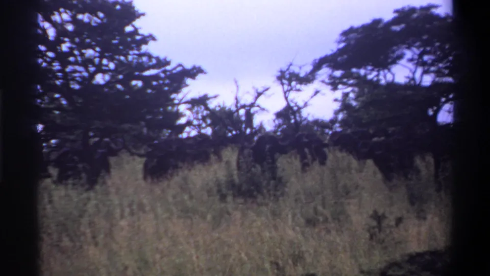 1969 Lagos, Nigeria landscape frame showing tall grass, dense dark trees, a bare trunk, and soft 8mm color shift.
