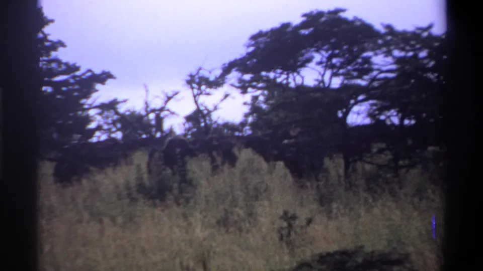 1969 Lagos, Nigeria 8mm frame with wind-shaped trees, tall grass, pale sky, and visible gate shadows along the edges.