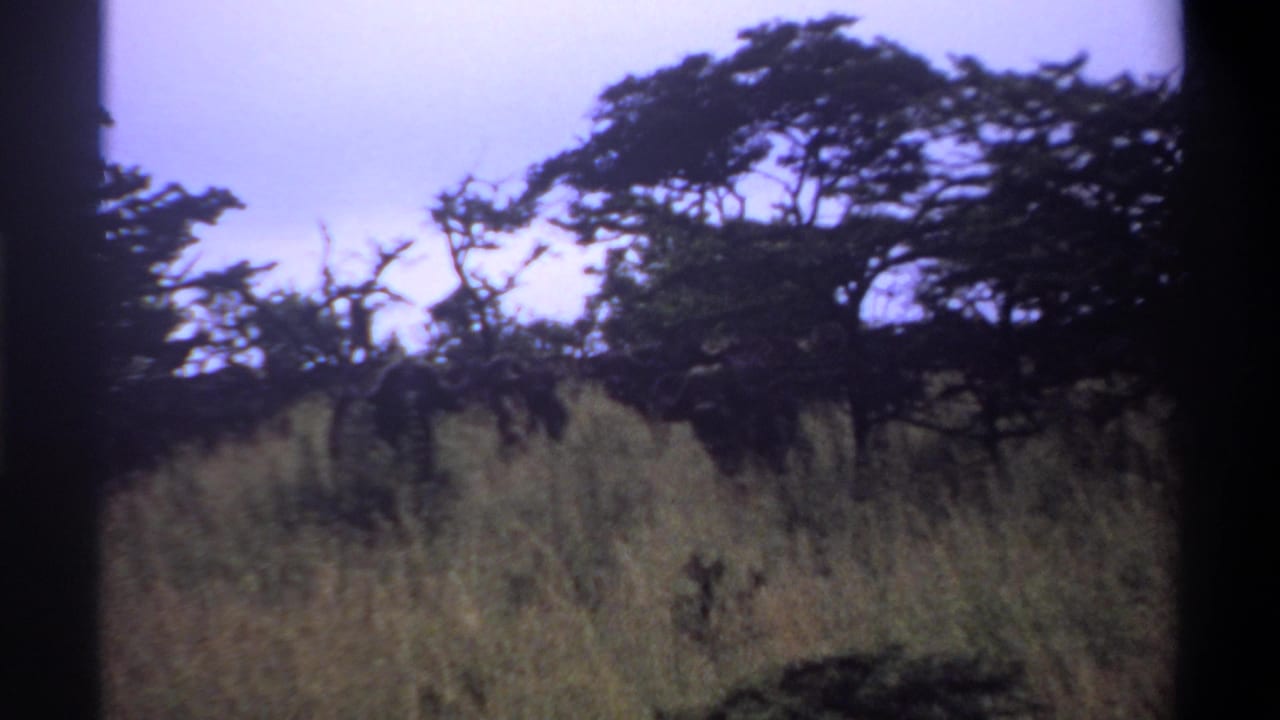 1969 Lagos 8mm frame showing tall grass, scattered shrubs, and dark tree silhouettes beneath an overcast sky.