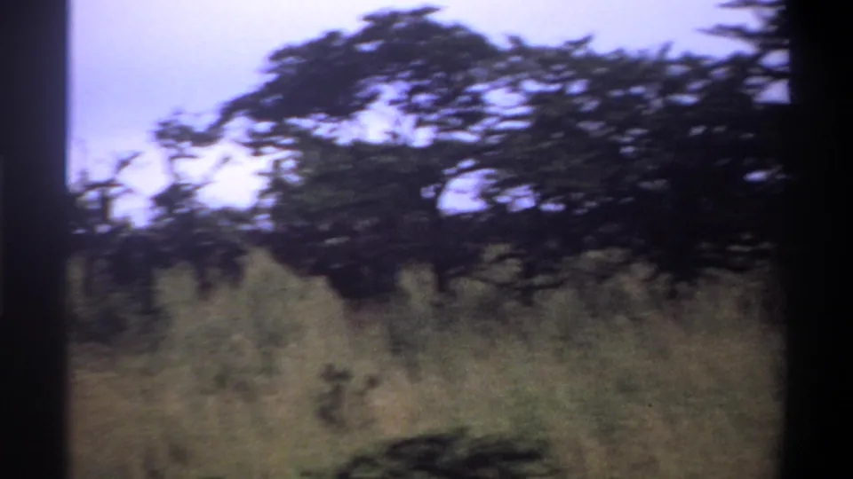1969 Lagos home-movie frame of tall grass and broad-canopied trees, filmed with soft focus and muted 8mm color.