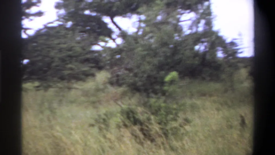 Soft 8mm frame from Lagos in 1969 showing tall grass, foreground shrubs, and darker trees beyond.