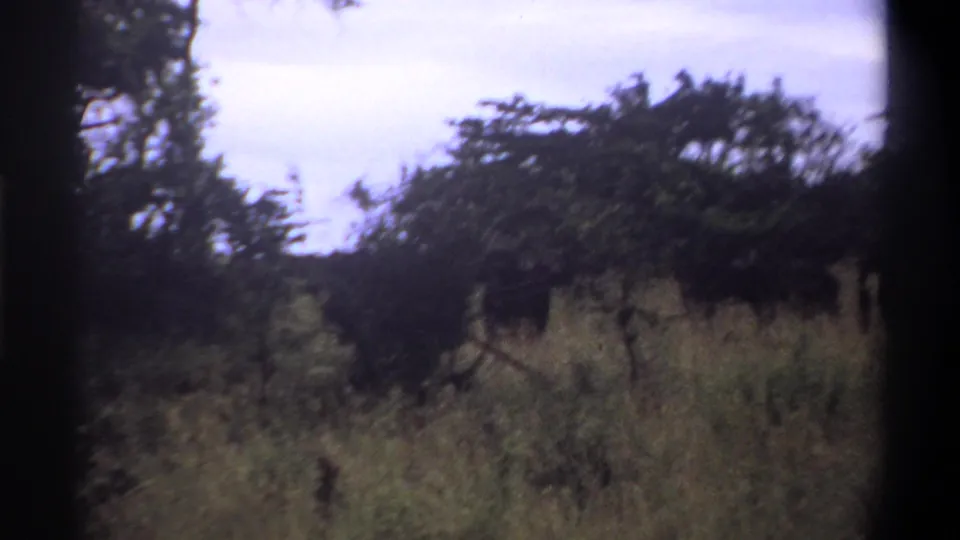 1969 Lagos frame showing a darker tree line, tall grass, scattered shrubs, and a pale overcast sky.