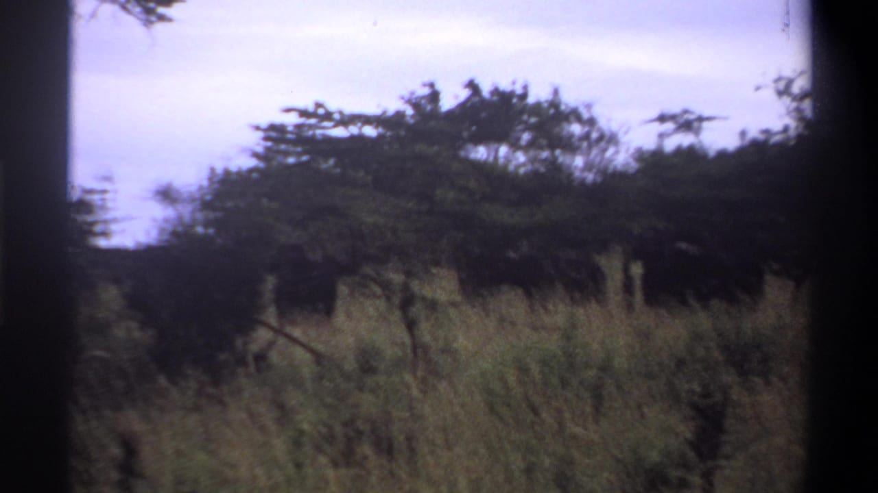 1969 Nigeria 8mm frame showing tall savanna grass, scattered trees and pale sky with dark brush in the distance.