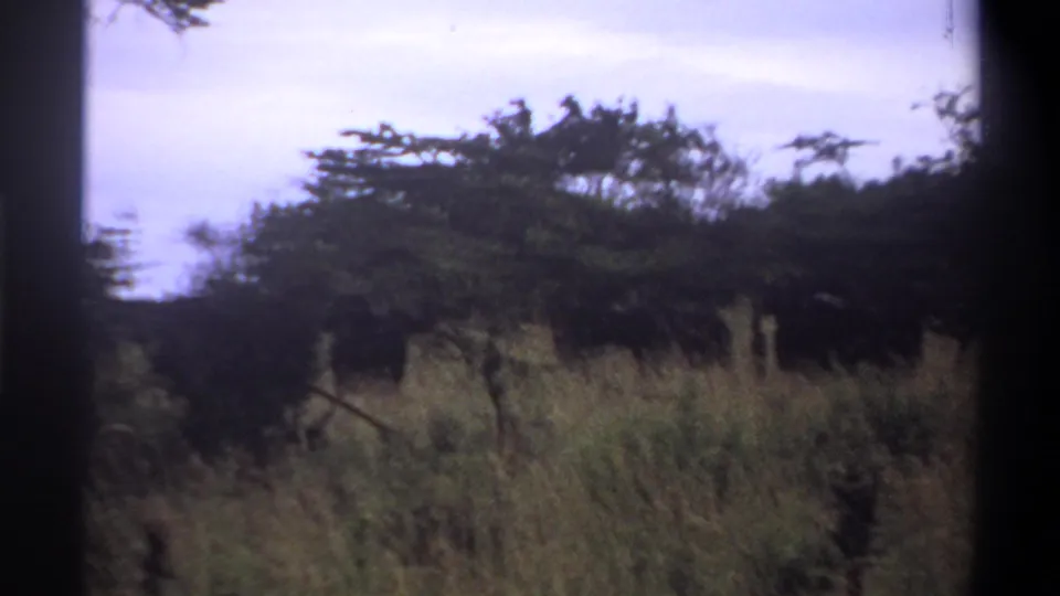 1969 Nigeria 8mm frame showing tall savanna grass, scattered trees and pale sky with dark brush in the distance.