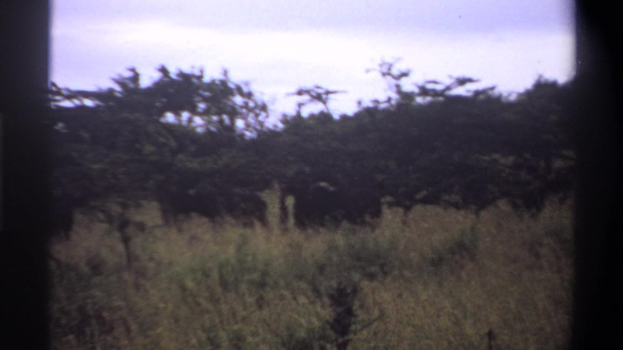 Grassland and dense trees seen through dark film-frame edges.
