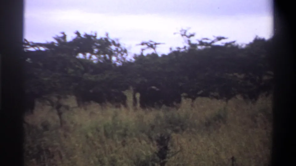 1969 Nigeria 8mm frame with tall grass, dense tree line and dark frame edges from the scanned home movie source.
