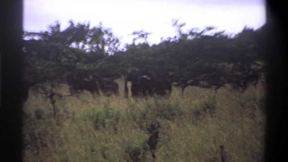 1969 Nigeria 8mm frame showing a grassy savanna view with clustered trees and dark brush shapes in the middle distance.