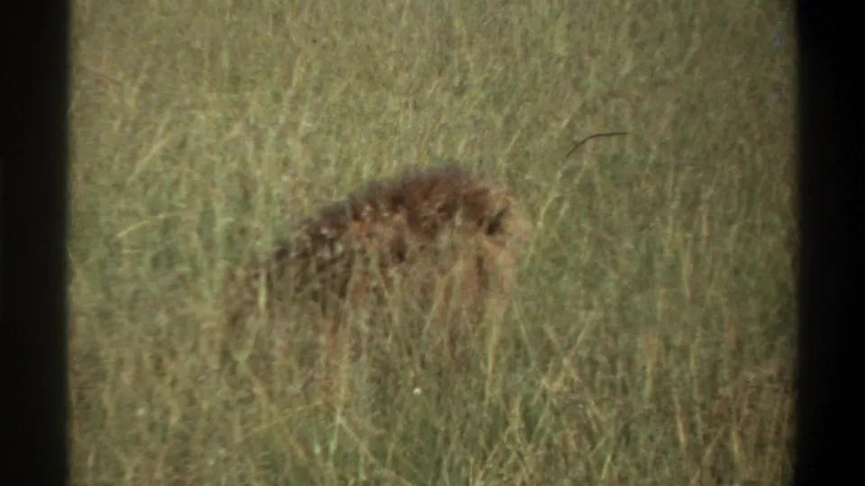 1969 Nigeria 8mm frame with a lion-like brown animal partly concealed by tall grass, viewed in soft focus.