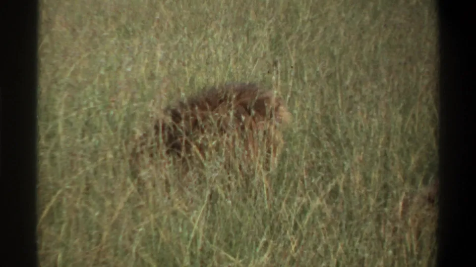 1969 Lagos, Nigeria 8mm frame showing a dark-maned lion sitting low and partly concealed by tall dry grass.