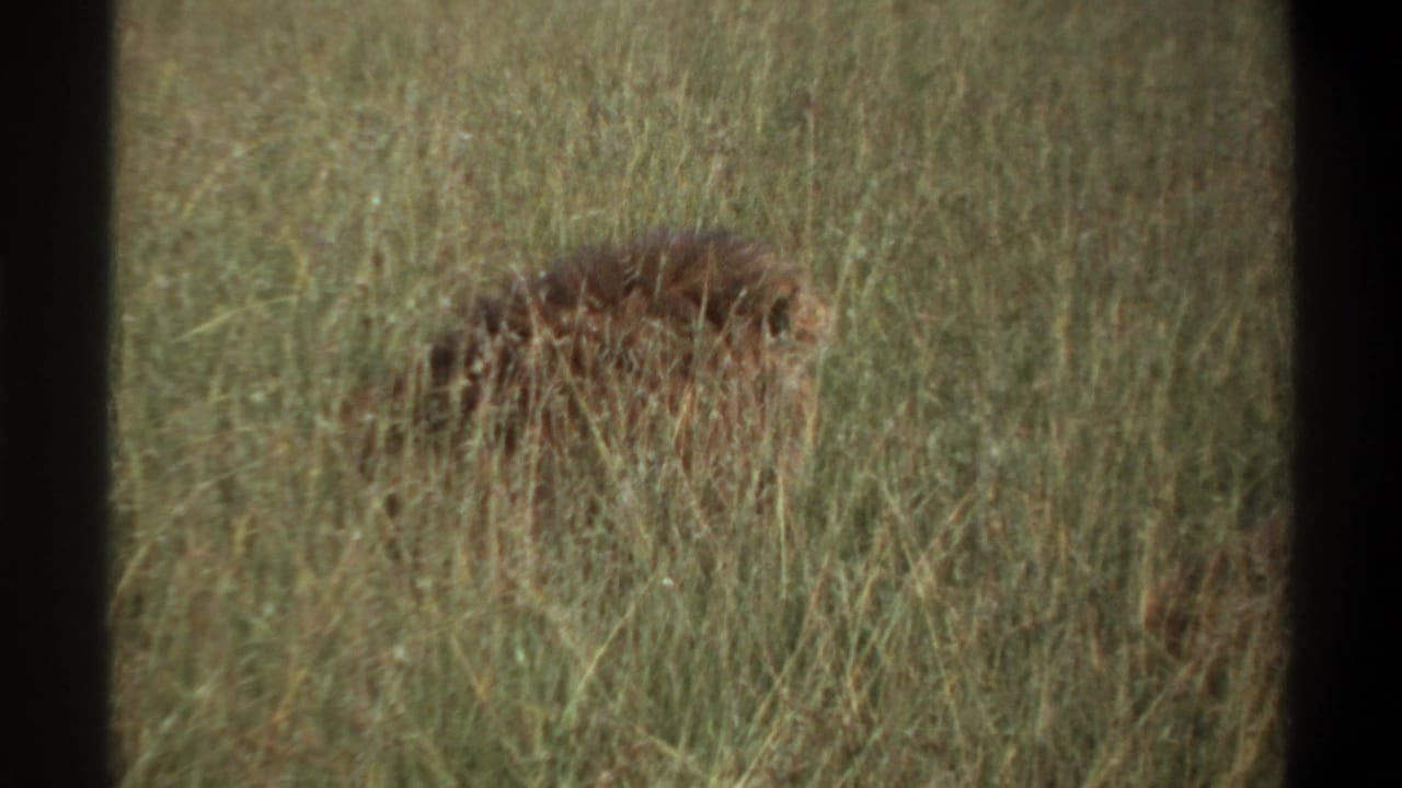 Lion's mane visible through dense grass.