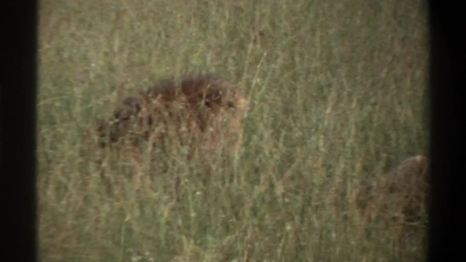 1969 Lagos, Nigeria 8mm still of a partly obscured lion sitting among tall grass, seen from a distant home-movie viewpoint.