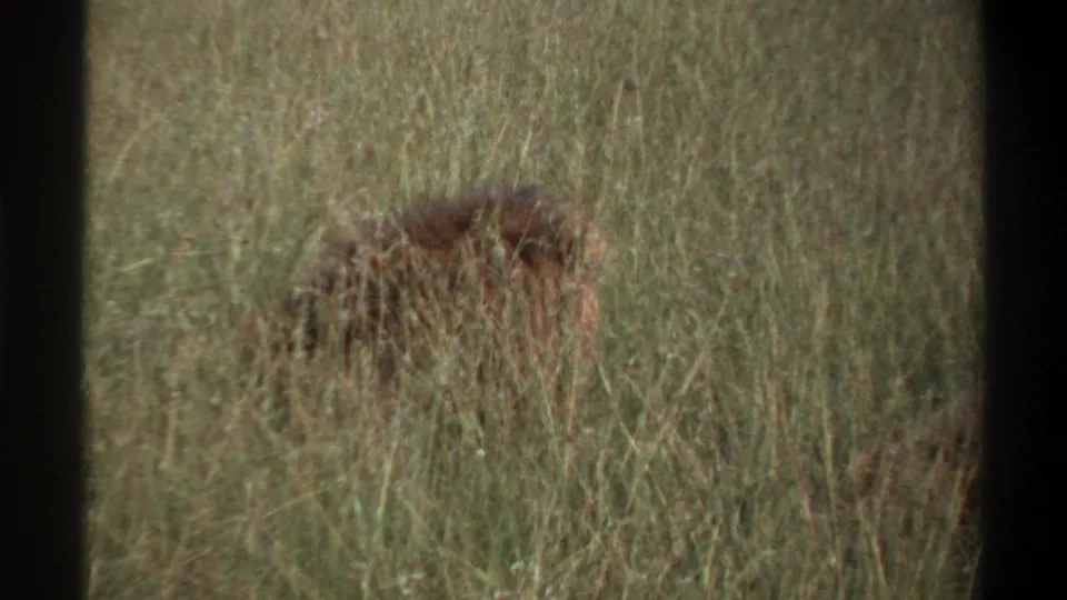 A soft 8mm frame from Lagos, Nigeria in 1969 showing a lion low in tall grass with its mane blending into the field.
