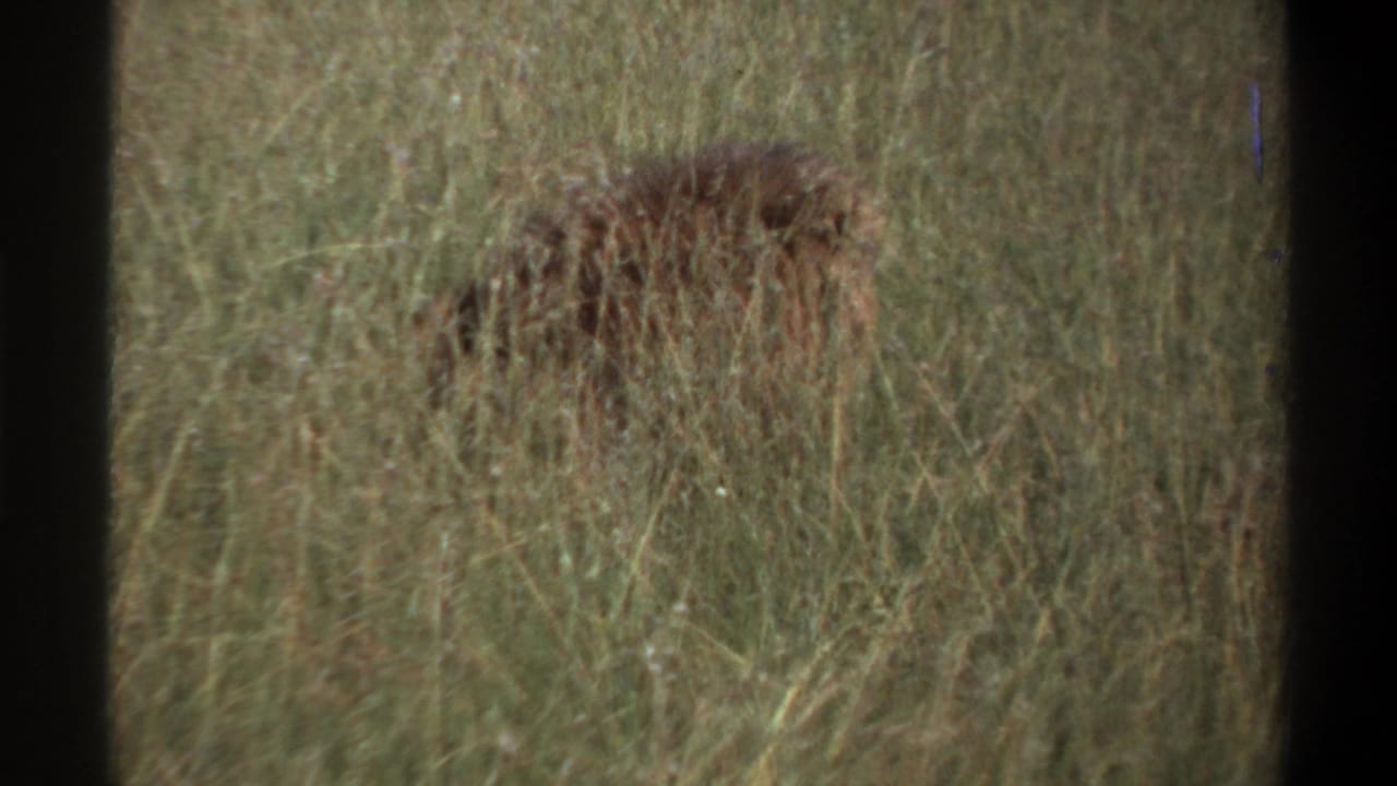 1969 Lagos 8mm frame showing tall grass and low bushes, with no lions clearly visible in this opening view.