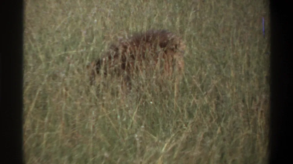 1969 Lagos 8mm frame showing tall grass and low bushes, with no lions clearly visible in this opening view.