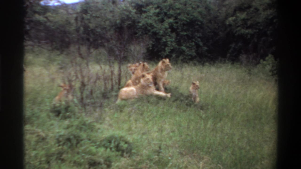 Adult lions and a cub resting in tall grass near dense bushes.