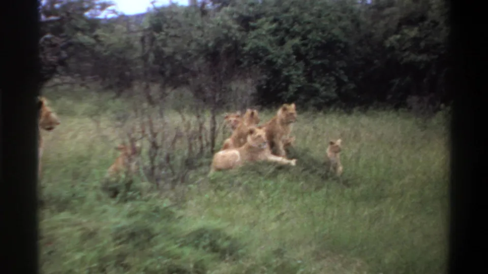 1969 Lagos 8mm frame showing lions resting in tall grass, one partly cropped at the left edge and bushes behind them.