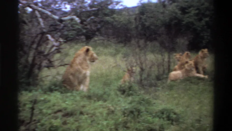 1969 Lagos 8mm frame with one lioness sitting upright and other lions resting in tall grass near brush.
