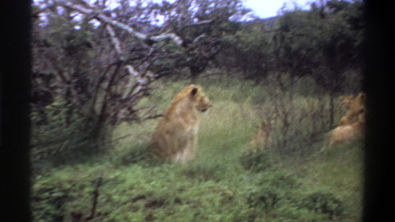 1969 Lagos, Nigeria 8mm frame showing a male lion seated in green bush while other lions rest partly out of view.