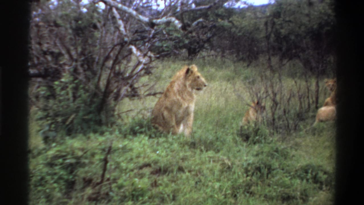 Male lion sits facing right in grassy bush, with another lion partly visible at the edge.