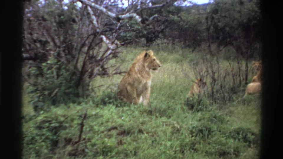 1969 Lagos, Nigeria 8mm frame with a maned lion sitting among grass and brush, looking to the right.