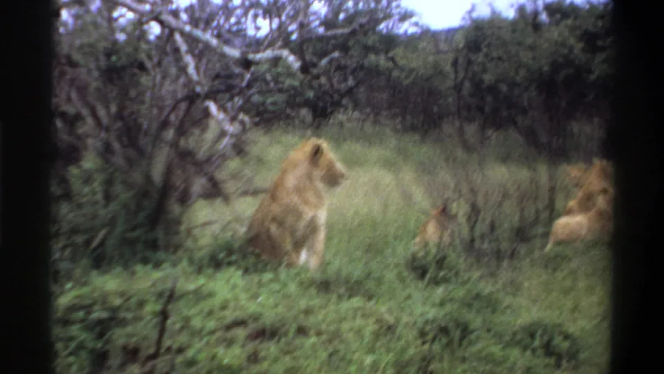 1969 Lagos, Nigeria 8mm frame showing a seated male lion amid thick vegetation and nearby resting lions.