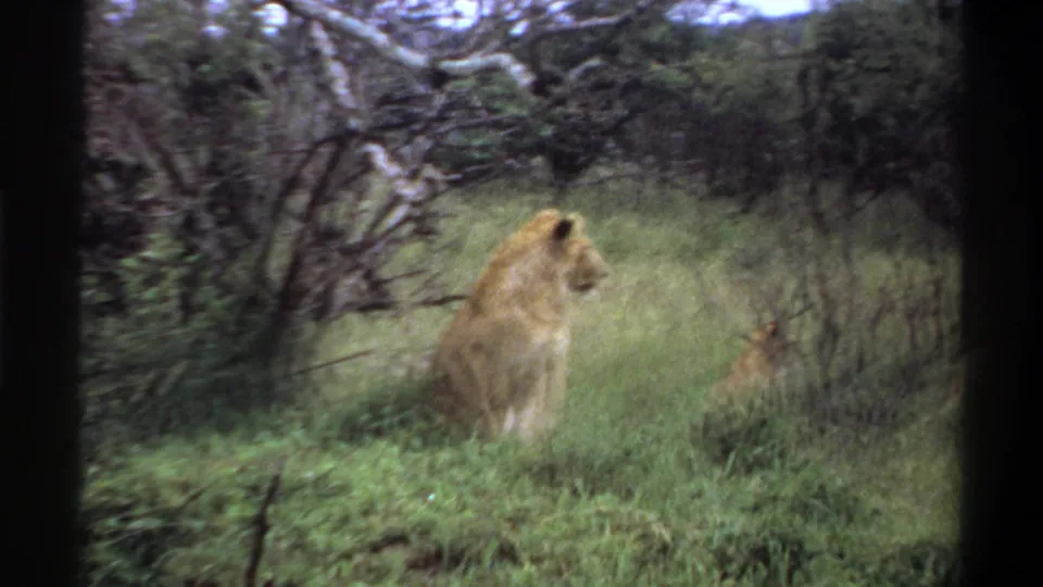 1969 Lagos, Nigeria 8mm frame of a male lion seated in dense green bush under low tree branches.