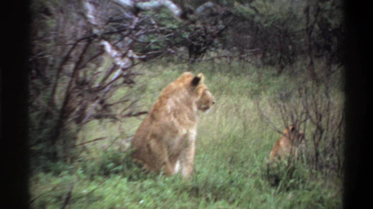 1969 8mm Nigeria footage showing a lioness seated in grass while a cub is partly hidden among low brush.