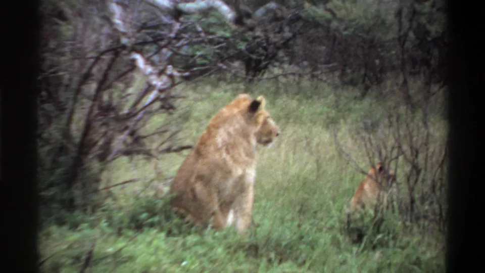 1969 8mm Nigeria footage showing a lioness seated in grass while a cub is partly hidden among low brush.