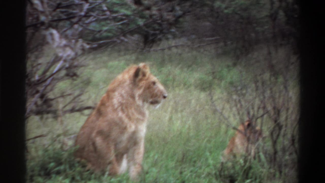 Lioness seated in grass with a small cub visible at the right edge.