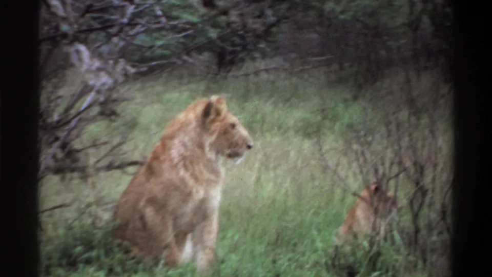 1969 8mm Nigeria footage showing a seated lioness in grass with a cub partly visible beside brush.
