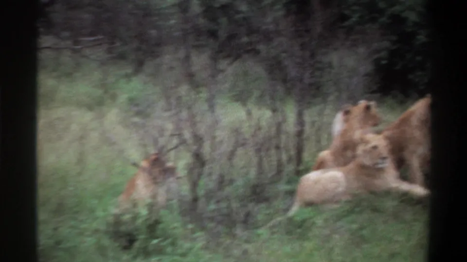 1969 8mm Nigeria footage showing a small pride resting together in grass, with cubs partly obscured by vegetation.