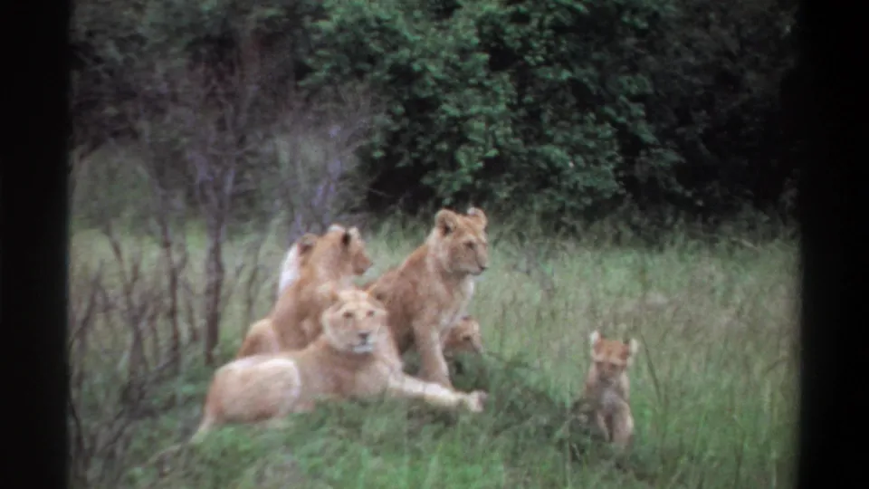 1969 8mm Nigeria footage showing lionesses and cubs resting together in tall grass near dense brush.