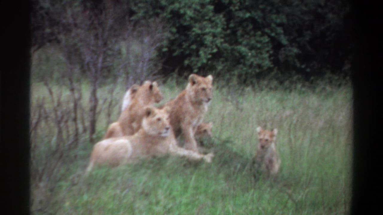 1969 Lagos 8mm frame showing lionesses and cubs resting in tall green grass with shrubs and bare branches behind them.
