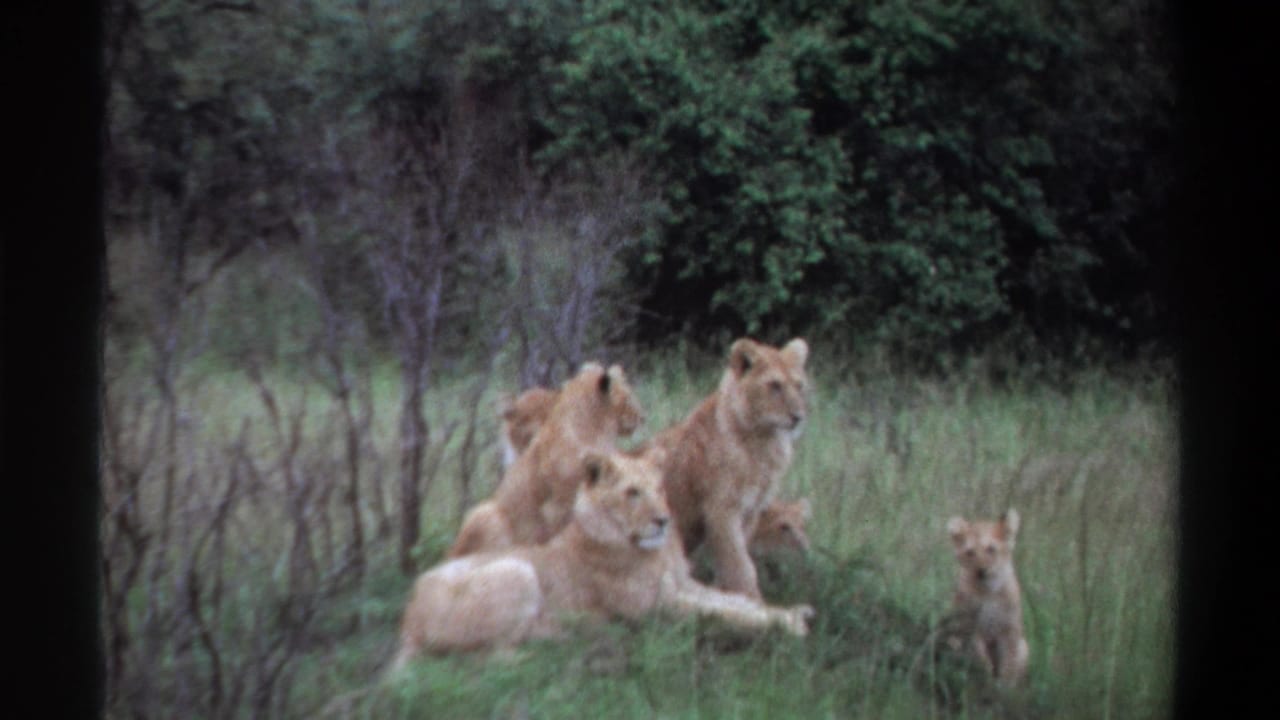 1969 Lagos 8mm frame of several lionesses and cubs in tall grass, including a small cub standing to the right.